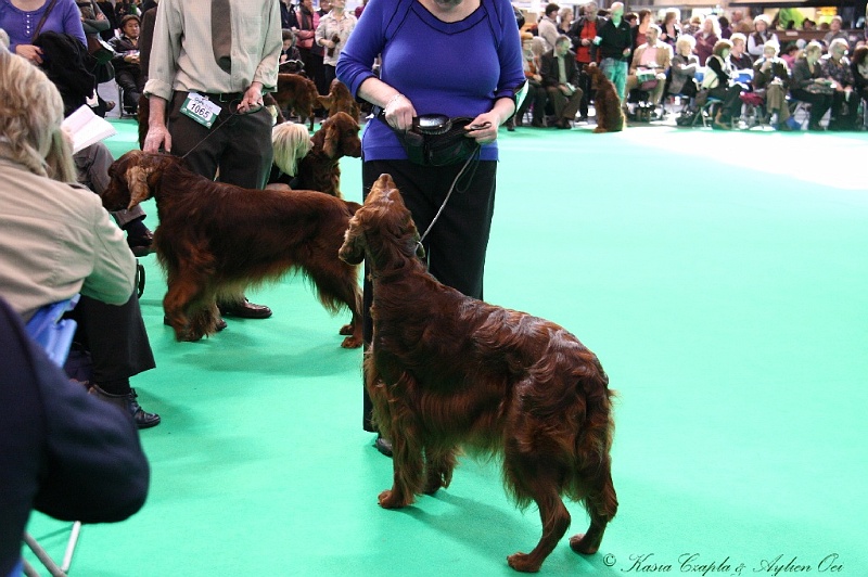 Crufts2011 532.jpg